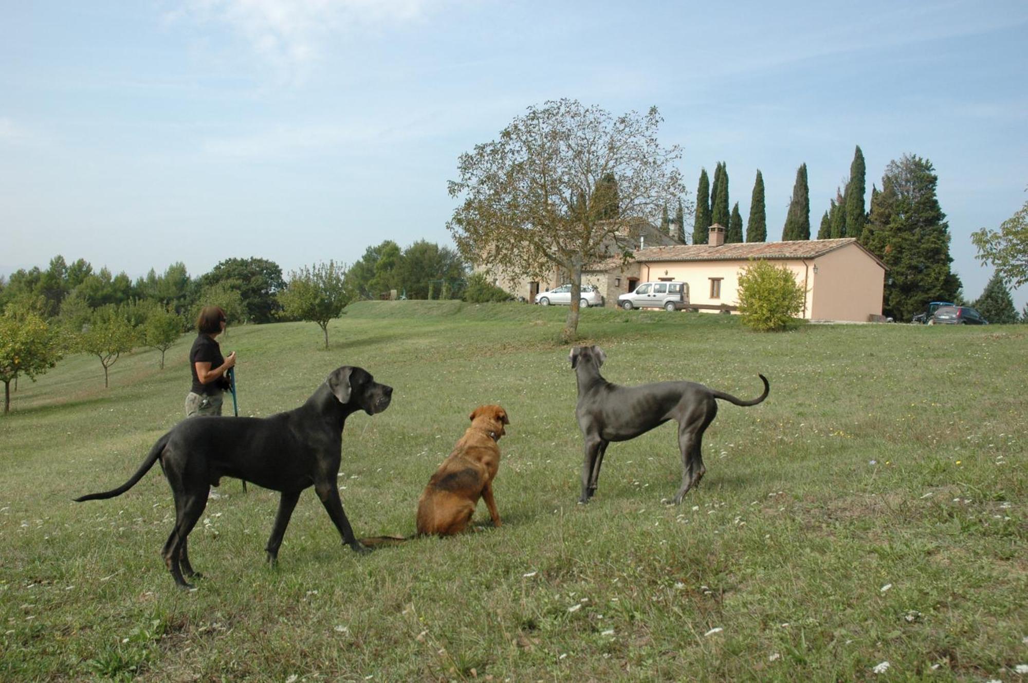 Agriturismo Monterosello ชิตตา ดิ กัสเตลโล ภายนอก รูปภาพ